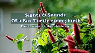 sight & sounds of a Box Turtle giving birth