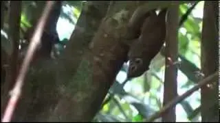 Jentink's Squirrel, Sundasciurus jentinki, Melungung, Crocker Range, Sabah, Borneo, alt. 900m