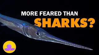 This Fish is the Ballistic Missile of the Ocean