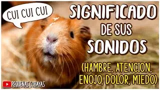 SONIDOS de los CUYOS y SU SIGNIFICADO