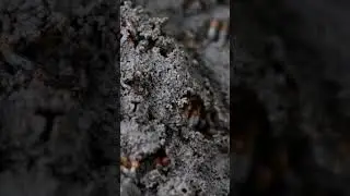 Macro insects #insects #macro #wildlife #shorts #nature #youtubeshorts