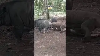 cara terbaru komodo dragon menerkam mangsanya?? #viralshort #pig #shortvidio #animals