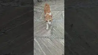 Brownie #cat #cuteanimal #cutecat #cute #cutepet #kitten #adoreble #funny #cuteanimals #pets #catie