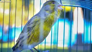 Spanish Timbrado canary song. A beautiful morning in the garden - Canary Training Song