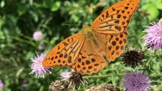 Silver-washed Fritillary