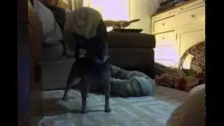 Chihuahua Toy Fox Terrier Mix howling to Howlin' Wolf