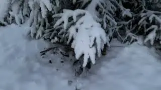 Cat tracks in the snow | Buffalo, NY