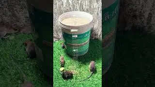 How to make Great Easy Mouse Trap #shorts #Mouse