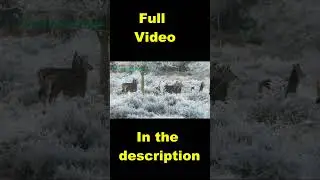Animals Sounds   Wild Animals   Cow,Yak,Pinguin#Shorts
