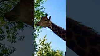 🦒 🦒 #funny #cutebaby #сладости #дети #cute #семья #реакция #baby #рек #рекомендации
