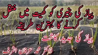 How to transplant nursery of Onion into Field || Dr. M. Irfan Ashraf || Green tv Pakistan
