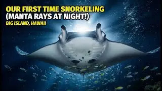 Giant Manta Rays Feeding Frenzy | Night Snorkel | Kona Hawaii