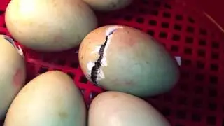 Sortie d'un caneton Pilet de son oeuf  ( eclosion )