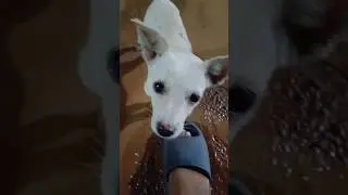 meet kunjappan from market