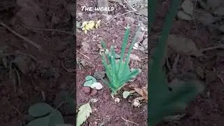 Red Onion Plant