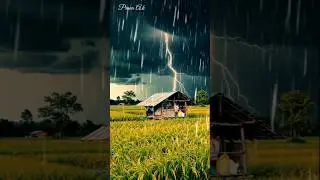 ASMR || Heavy Rain and Thunderstorm Over a Rice Field