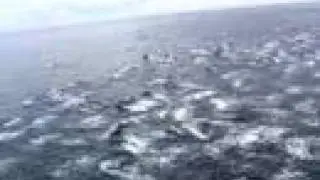 Huge Dolphin Stampede