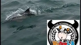 Dolphin with WacowLA