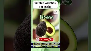 Best Avocado Varieties in Indian Weather || Avocado Farming Hindi || #shorts #ytshorts #avocado