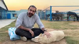 Inside the CDRS Benji Project | CEO Salman Rafique Shares Vision for Animal Welfare & Compassion