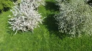 Obstbl&uuml;te 2025