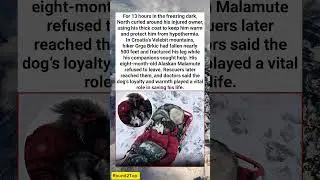Loyal Dog Saves Owner&rsquo;s Life in Freezing Mountains