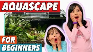 AQUASCAPING FOR BEGINNERS | BETTA FISH TANK USING TOPFIN SHRIMP AND PLANT OASIS 3 GALLON