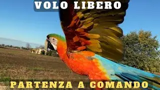 Pappagalli: volo libero-partenza con il solo comando vocale!