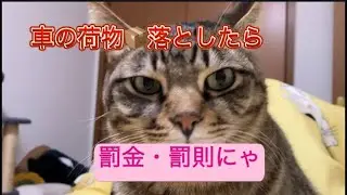 車初心者さん一緒に成長しよう気をつけてても起こってしまう事 #ねこ動画 #ねこ #猫のいる暮らし 
