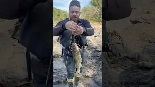 O MAIOR MANDI DO BRASIL? ESSE MANDI ENGOLIU UMA TUVIRA INTEIRA NO ANZOL 10/0