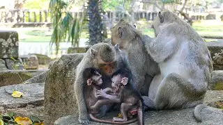 Peaceful vibe | A wild monkey group nap silently & baby playing | Their calm vibe & relaxing