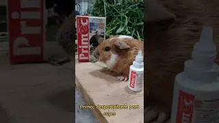 Primec desparasitante para cuyes #shorts #cuyes #cury #cuys #curys #curry #cuyo #cuy #guineapigs