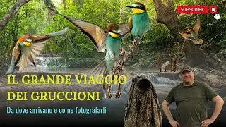 Gruccioni 4K . Da dove arrivano e come fotografarli.