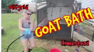 GOAT BATH