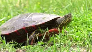 Chrysemys picta (Painted Turtle)