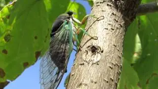 Cicada 