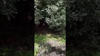 Tiger swallowtails in flight Laurel Valley, SC. #adventure #butterfly #explore #spring