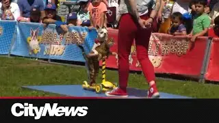 &lsquo;Bark in the Park&rsquo; brings stunt dogs, family fun to Woodbine Park