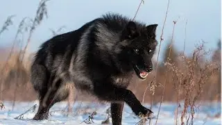 #LoneWolf: A Misunderstood Term