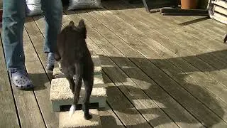 Happy Dogs Hundkurser - valptr&auml;ning med Freddie, 3 m&aring;n, plattformstr&auml;ning med kroppsmedvetenhet