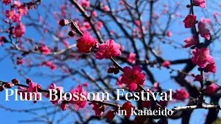 Kameido Tenjin Plum Blossom Festival: A Must-See in Tokyo!!