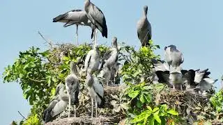 Bird Surviving Life in Flooded Lands 0015