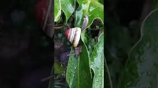 Siput unik cantik.