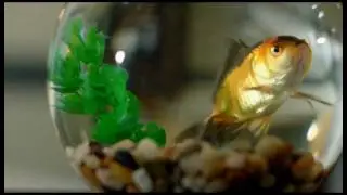 Bath Fish Splash 30 sec