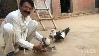 Duck Farming & Breeds in Pakistan | Different Types of Ducks in Urdu | Saif Ullah Bird Farm