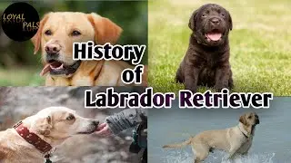 Labrador dog history in Tamil | Origin | Features | Characters&nbsp;|&nbsp;Loyal&nbsp;Pals