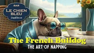French Bulldog | Perfecting The Art of Napping