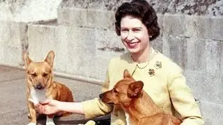 Top 10 Celebrity Pets
