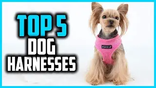✅Top 5 Best Dog Harnesses in 2026