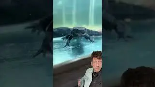 Ребристый тритон &mdash; это СТРАННО